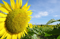 大好きな夏