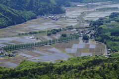 マキノ高原、田植えの頃