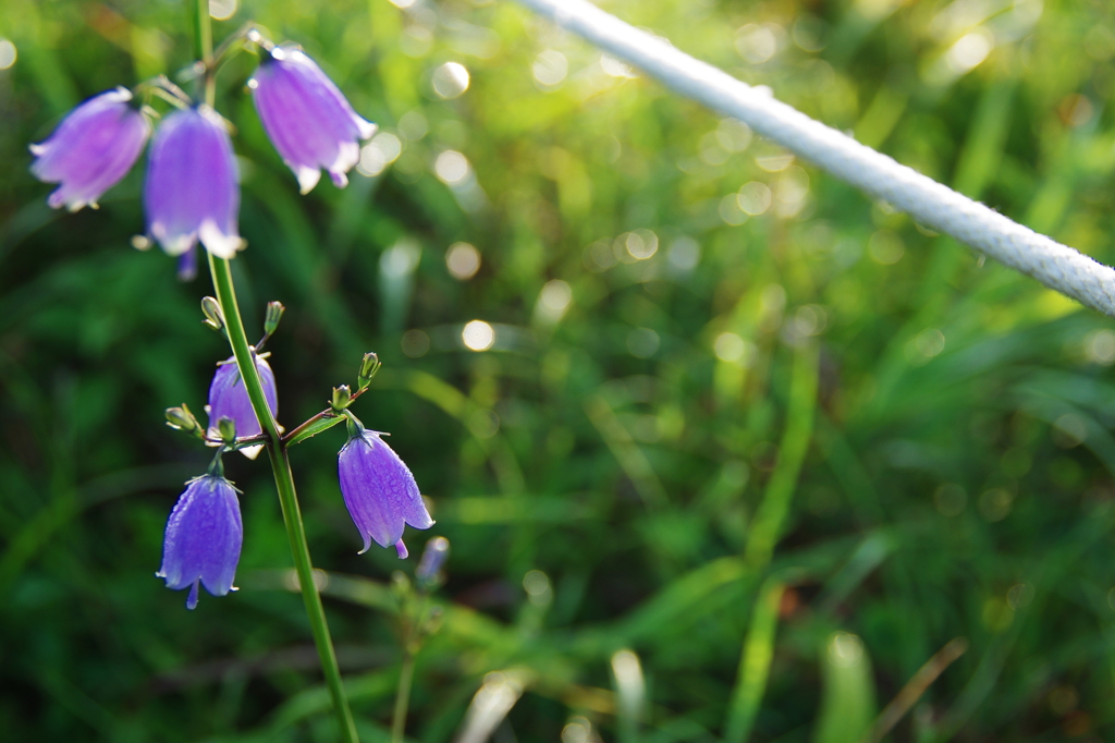 伊吹山の花①