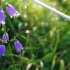 伊吹山の花①