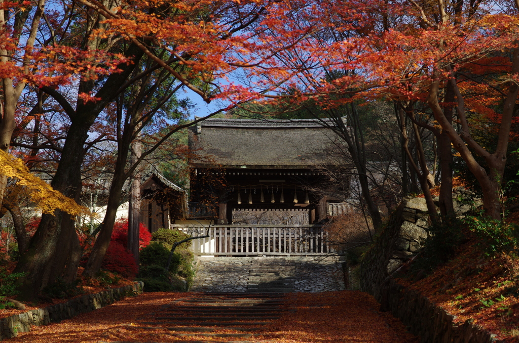 紅を待ちわびて