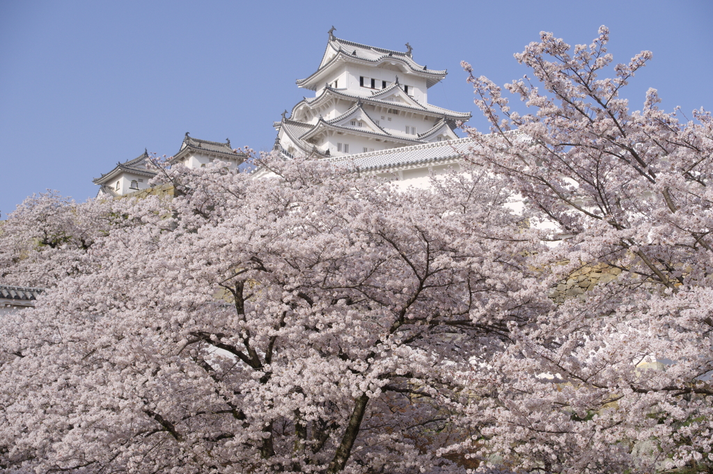 桜に浮かぶ　Ⅲ