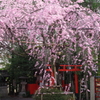 紅しだれ桜