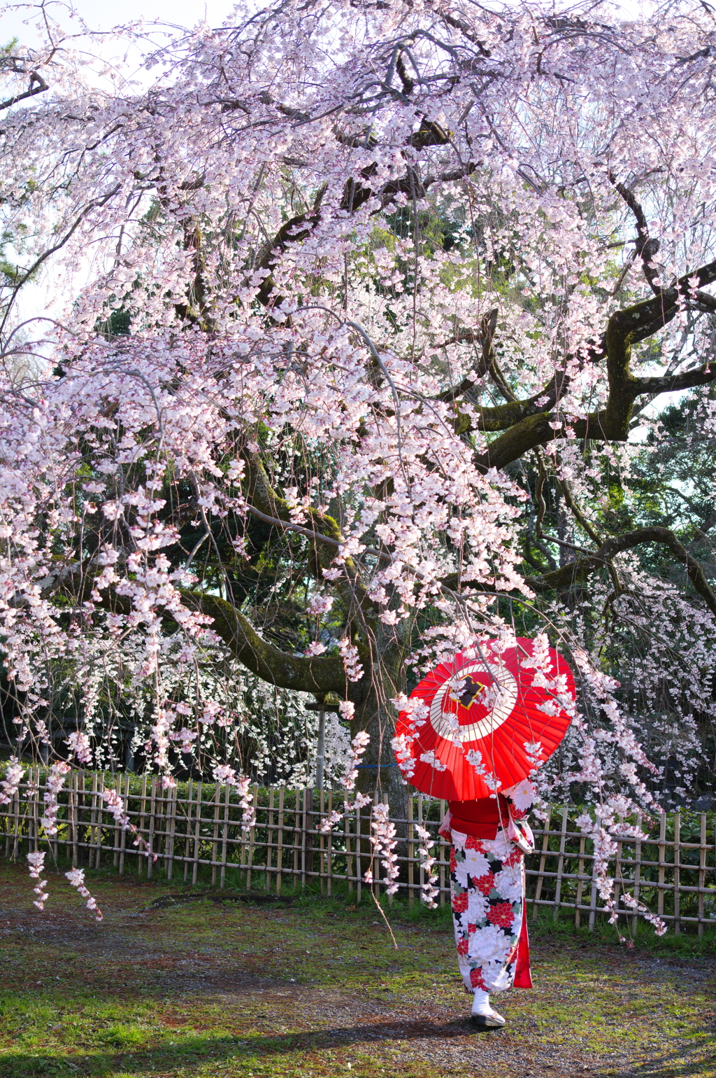 桜シーズン　２