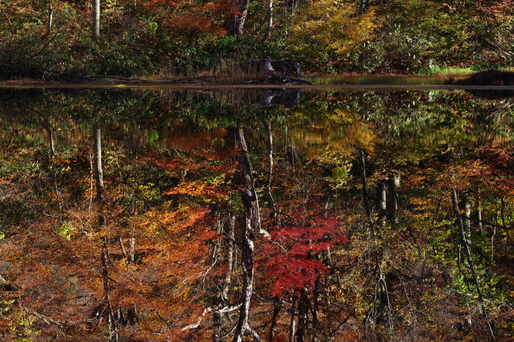 錦秋の水鏡