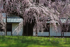 醍醐の花見