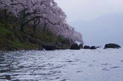 海津大崎の桜