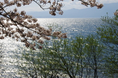 琵琶湖に春の訪れ