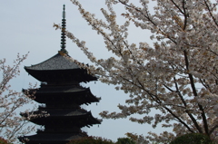 東寺の桜②