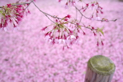 おかめ桜、散り模様