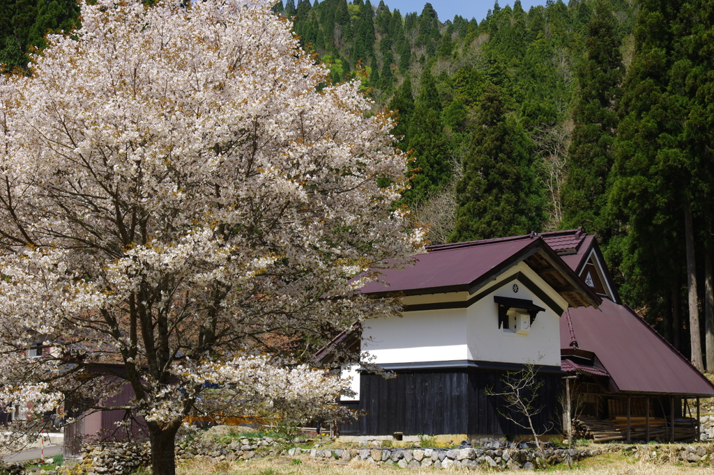 能見の一本桜