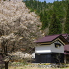 能見の一本桜