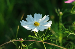 IMGP0229