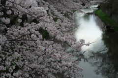 桜慕情