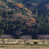 初冬の里山