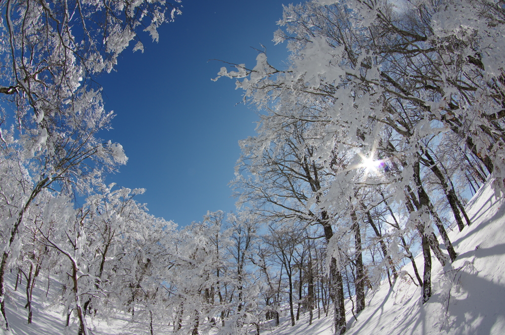 輝きの森