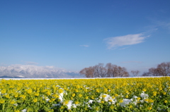 yellow, blue, white + ｇreen