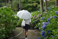 雨とアジサイと