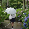 雨とアジサイと