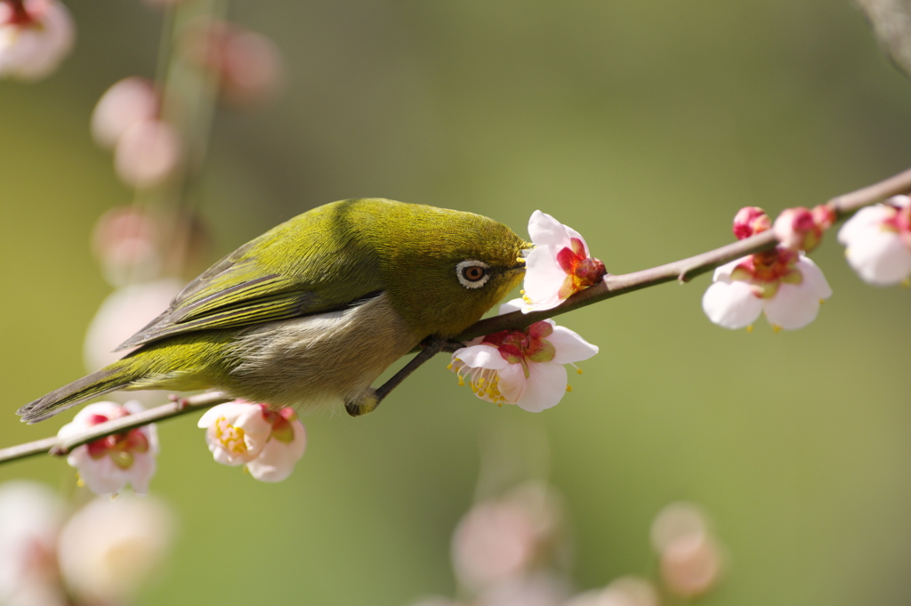 春の兆し　Ⅳ