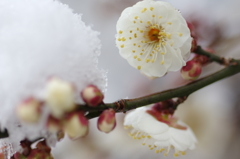 雪と白梅