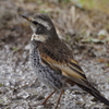 野鳥図鑑　ツグミ