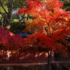ふと見つけた紅