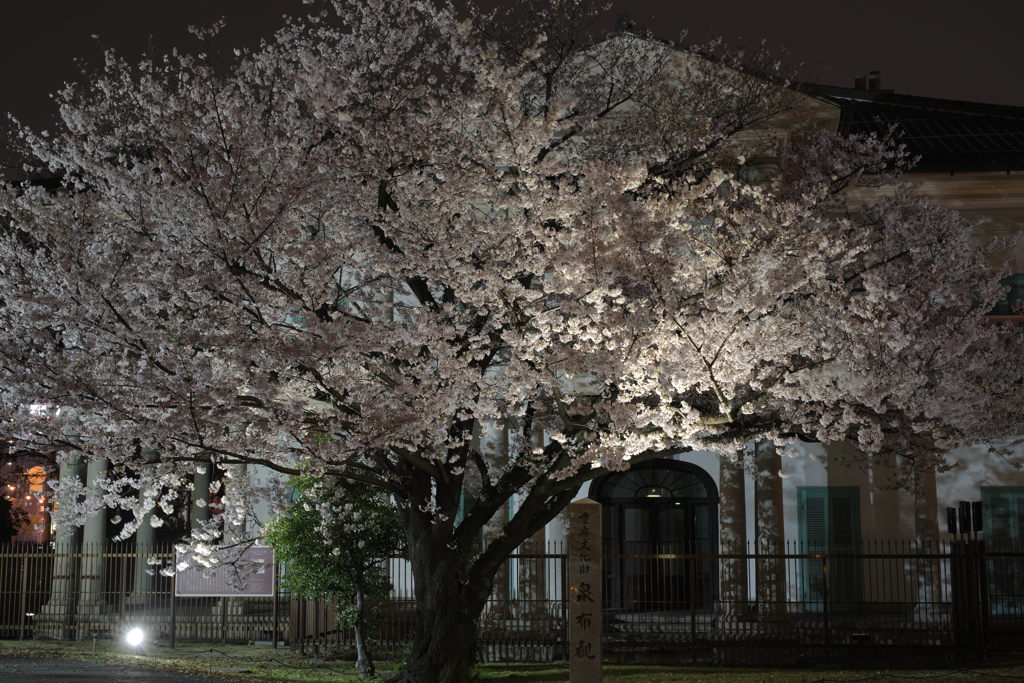 公会堂の桜