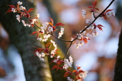 夕刻の山桜、輝く。