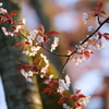 夕刻の山桜、輝く。