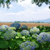 アジサイと麦畑