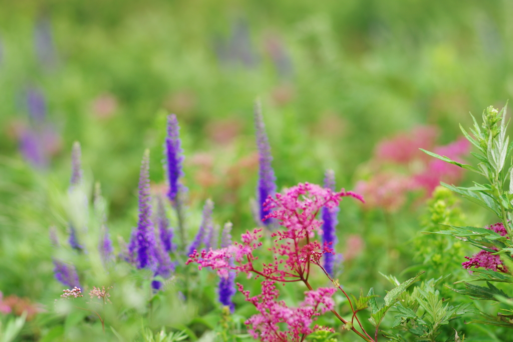 山上のお花畑