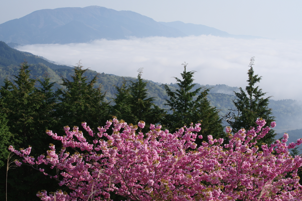 八重桜と雲海