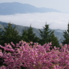 八重桜と雲海