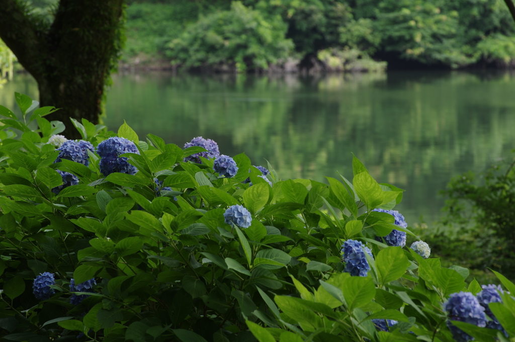 湖畔のあじさい