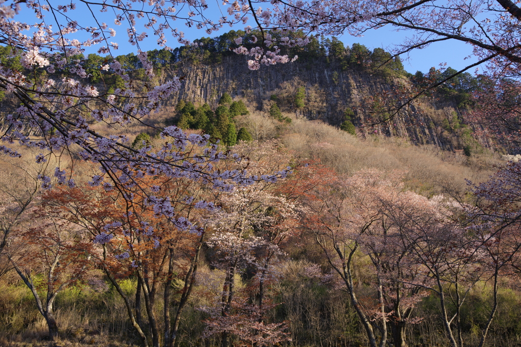 屏風岩の山桜
