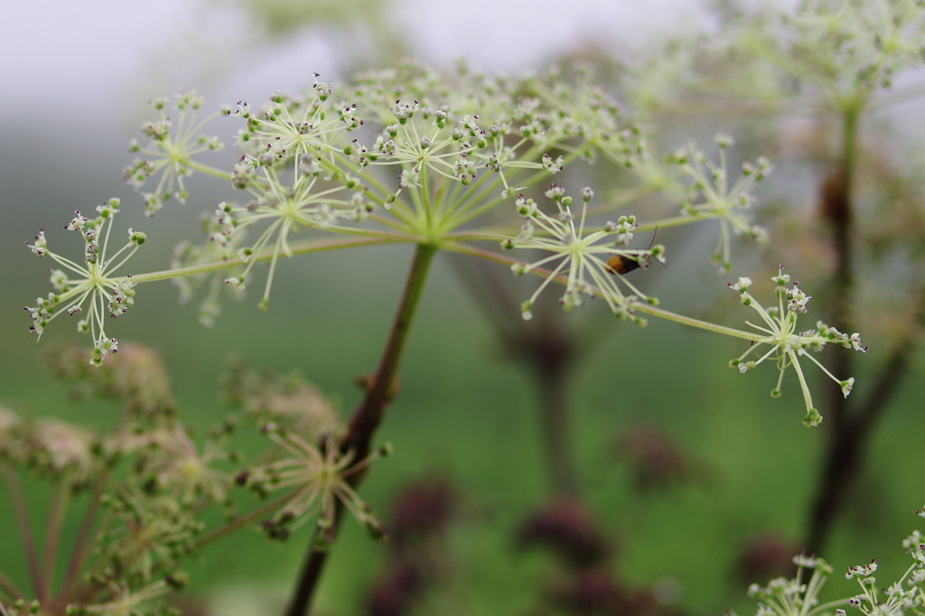 伊吹山　8月の花