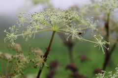 伊吹山　8月の花