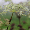 伊吹山　8月の花