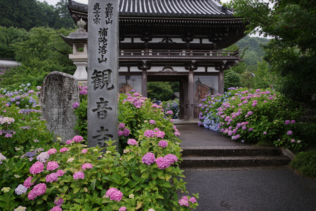 あじさいの寺