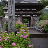 あじさいの寺