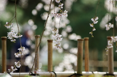 桜を見つめて