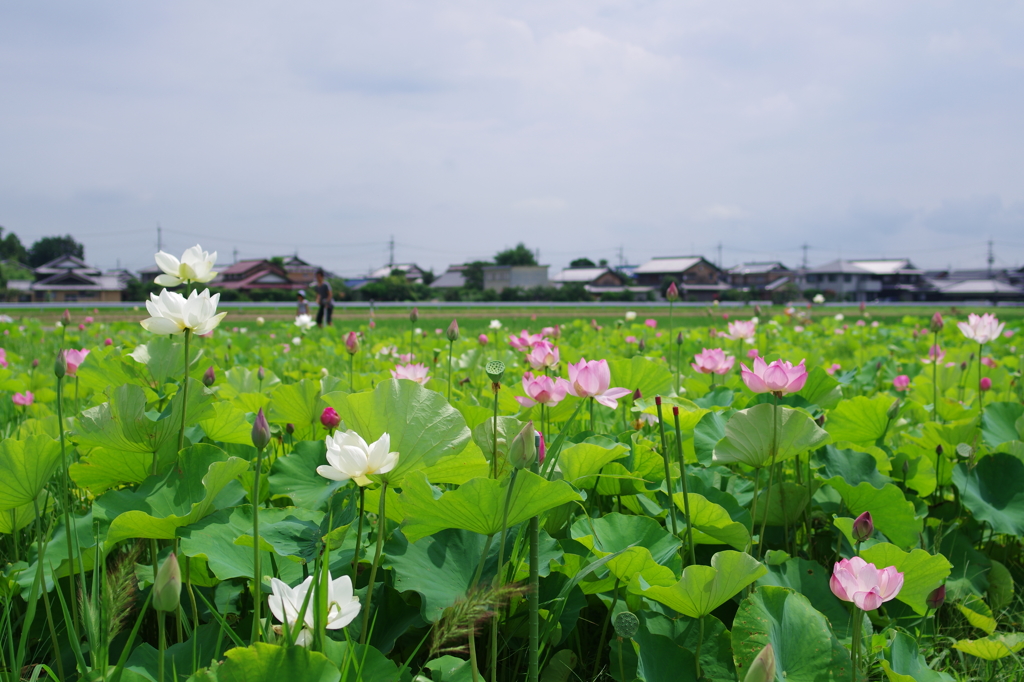 田園の蓮畑