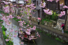 八幡堀の桜風景②