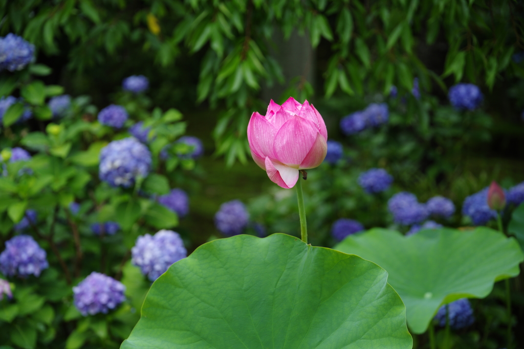 夏の思い出