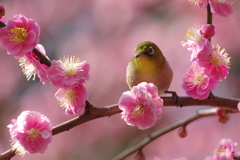 春うらら