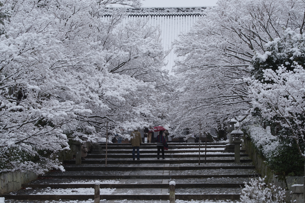 京都　雪の花咲く