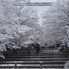 京都　雪の花咲く