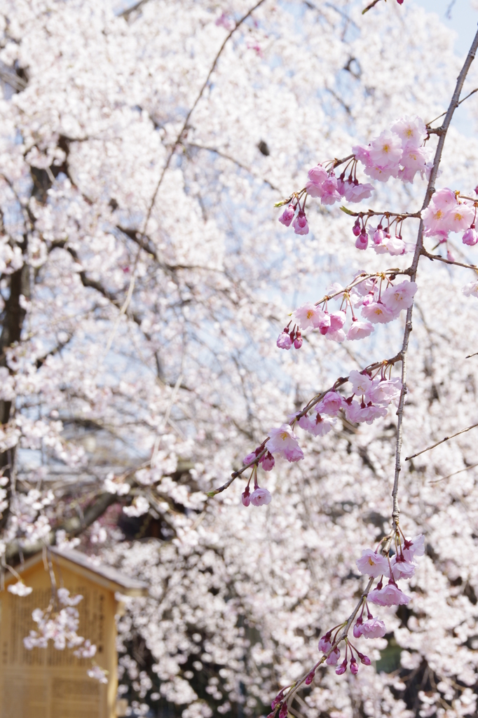 祇園の桜