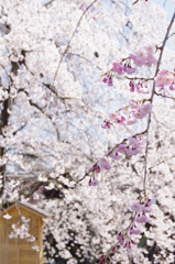 祇園の桜